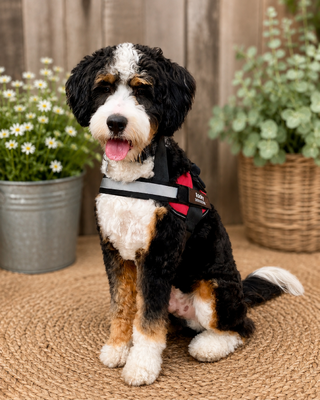 Rocky-multigenerational mini Bernedoodle 