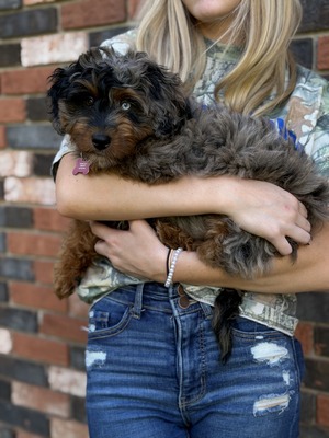 Sunny (Mini F1B  Aussiedoodle)