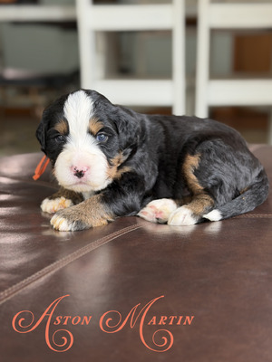 Aston Martin (Ultra Bernedoodle )
