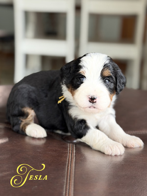 Tesla (Ultra Bernedoodle )
