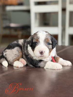 Bugatti (Ultra Bernedoodle )