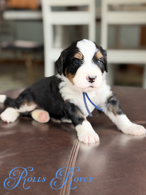 Rolls Royce (Ultra Bernedoodle )