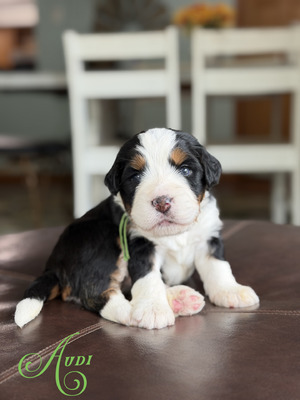 Audi (Ultra Bernedoodle )