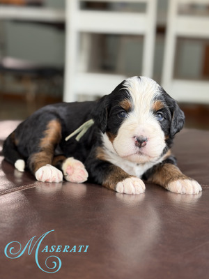 Maserati (Ultra Bernedoodle )