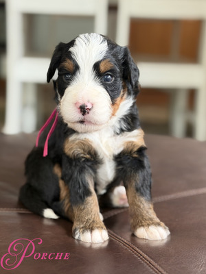Porche (Ultra Bernedoodle )
