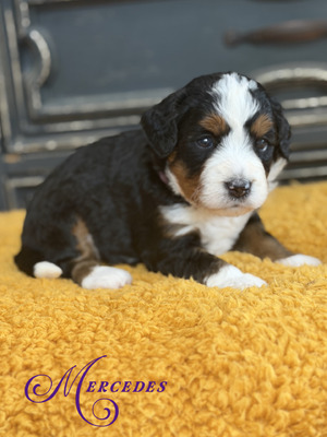 Mercedes (Ultra Bernedoodle )
