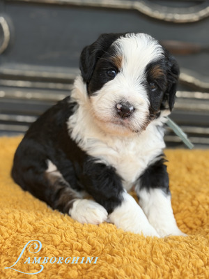 Lamborghini (Ultra Bernedoodle )