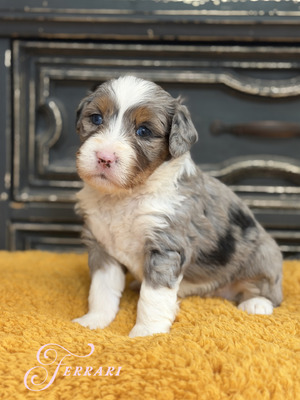Ferrari (Ultra Bernedoodle )