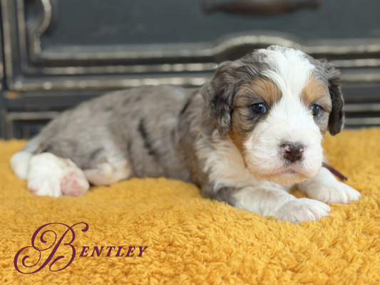 Bentley (Ultra Bernedoodle )