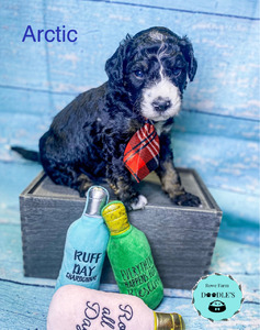 Arctic