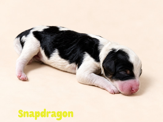 Snapdragon (Mini Bernedoodle )