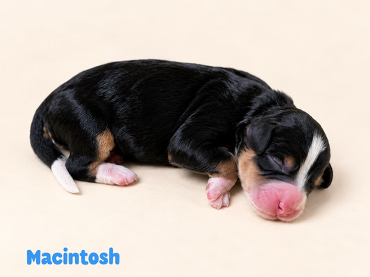 Macintosh (Mini Bernedoodle )
