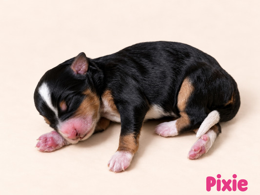 Pixie (Mini Bernedoodle )