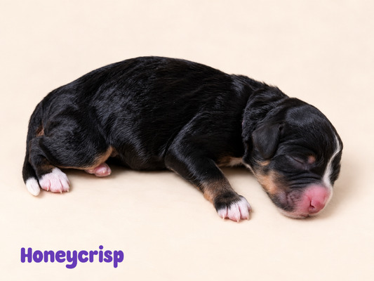 Honeycrisp (Mini Bernedoodle )