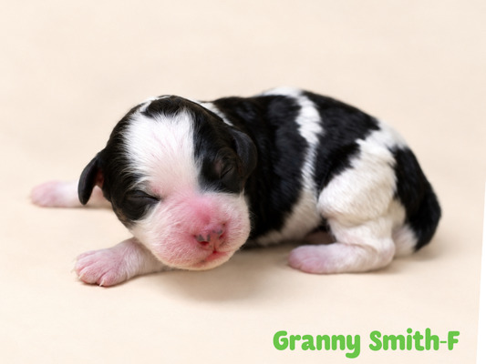 Granny Smith (Mini Bernedoodle )