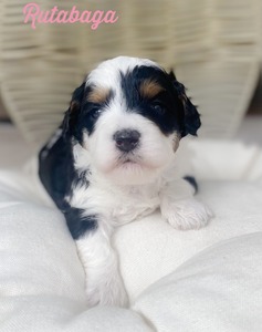 Rutabaga-(girl) (F1B Micro mini Bernedoodle )