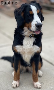 Daphne (Bernese Mountain Dog )