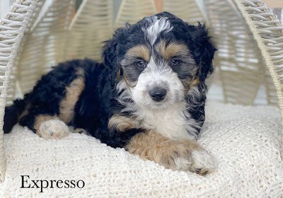 Expresso (Female -mini Aussiedoodle )