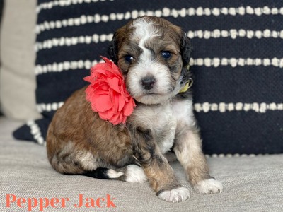 Pepper Jack (PENDING)  (F1B Mini Bernedoodle 25-40lbs )