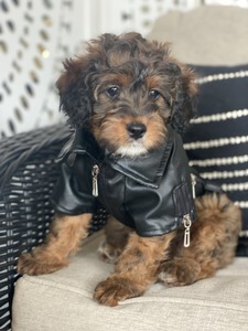 Gouda (F1B mini Bernedoodle 25-40lbs )