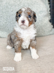 Sequoia- Multigenerational mini Bernedoodle  (Pending until puppy picks at 5 weeks )