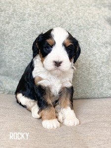 Rocky-multigenerational mini Bernedoodle  (Pending until puppy picks at 5 weeks )