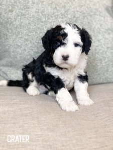Crater Lake- mini multigenerational Bernedoodle 