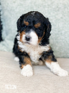 Teton-multi generational mini Bernedoodle  (Pending until puppy picks at 5 weeks )