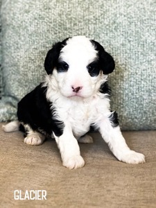 Glacier  mini multigenerational Bernedoodle 