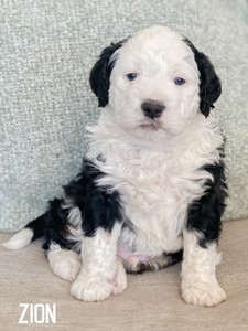 Zion- multigenerational mini Bernedoodle  (Blue eyes )