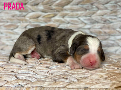 Prada (Ultra Bernedoodle )
