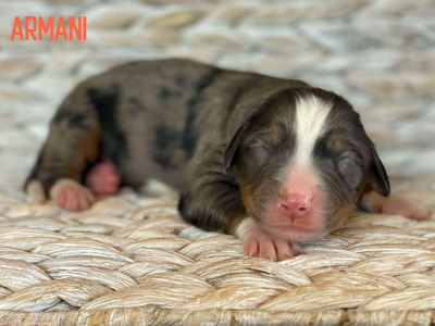 Armani (Ultra Medium Bernedoodle )