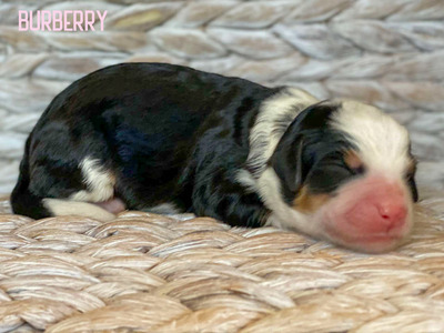 Burberry (Ultra Medium Bernedoodle )