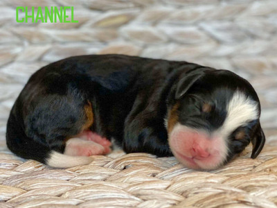 Channel (Medium Ultra Bernedoodle )