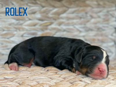 Rolex (Ultra  Medium Bernedoodle )