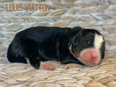 Louis Vuitton (Ultra Medium Bernedoodle)