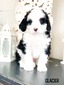 Glacier  mini multigenerational Bernedoodle 