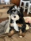 Shiloh (Mini Australian Mountain Doodle)