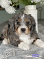Gucci (Ultra medium Bernedoodle )