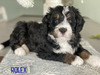 Rolex (Ultra  Medium Bernedoodle )