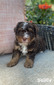 Sparrow (Multigen mini Bernedoodle )