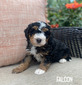 Falcon (Multigen mini Bernedoodle )