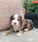 Eagle (Multigen mini Bernedoodle )