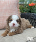 Owl (Multigen mini Bernedoodle )