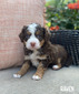 Raven (Multigen mini Bernedoodle )
