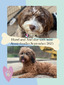 Hazelnut (F1 Mini Aussiedoodle)