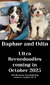 Daphne (Bernese Mountain Dog )