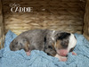 Caddie (Mini Bernedoodle)