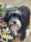 Shiloh (Mini Australian Mountain Doodle)