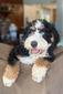 Juniper (F1 mini Bernedoodle)